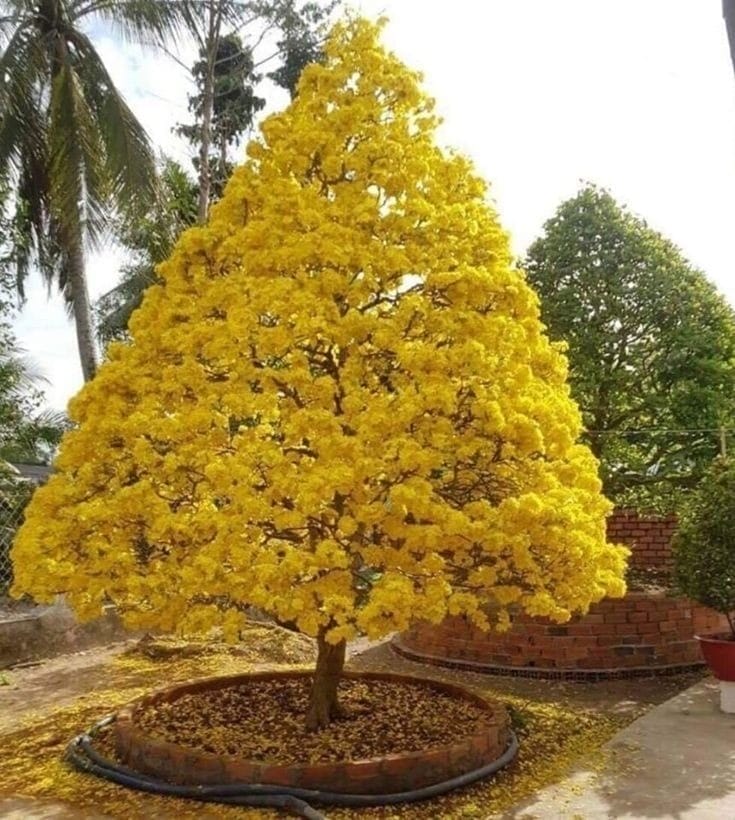 mẫu cây mai giả